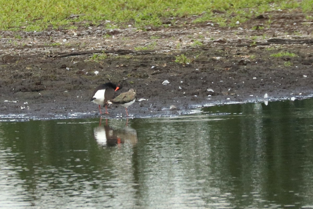 Eurasian Oystercatcher - ML253085501