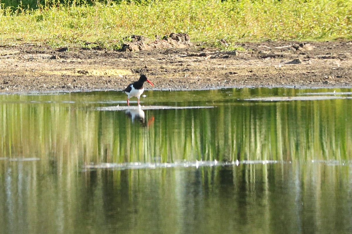 Eurasian Oystercatcher - ML253085511