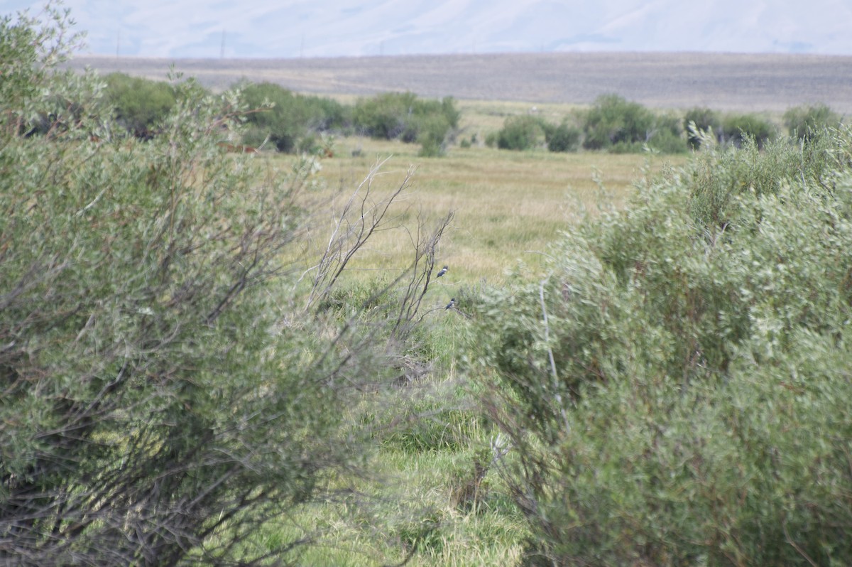 Belted Kingfisher - ML253085801
