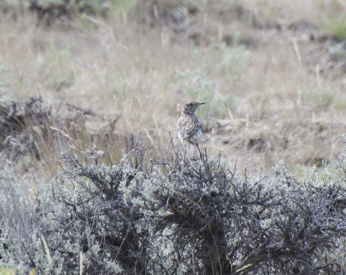 Sage Thrasher - ML253085911