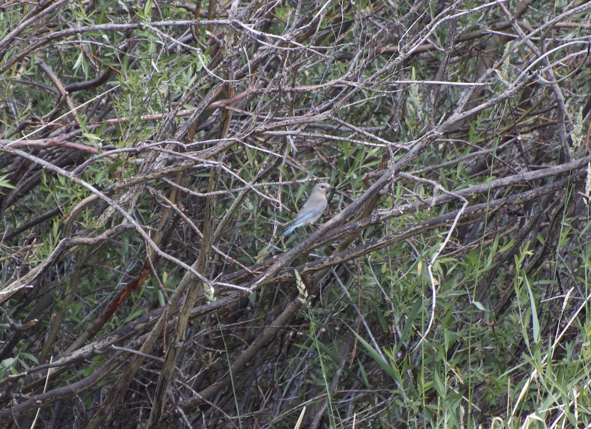 Mountain Bluebird - ML253086091