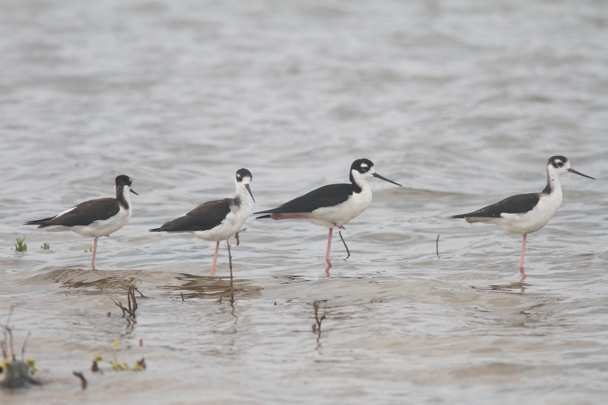 Black-necked Stilt (Black-necked) - ML253086111