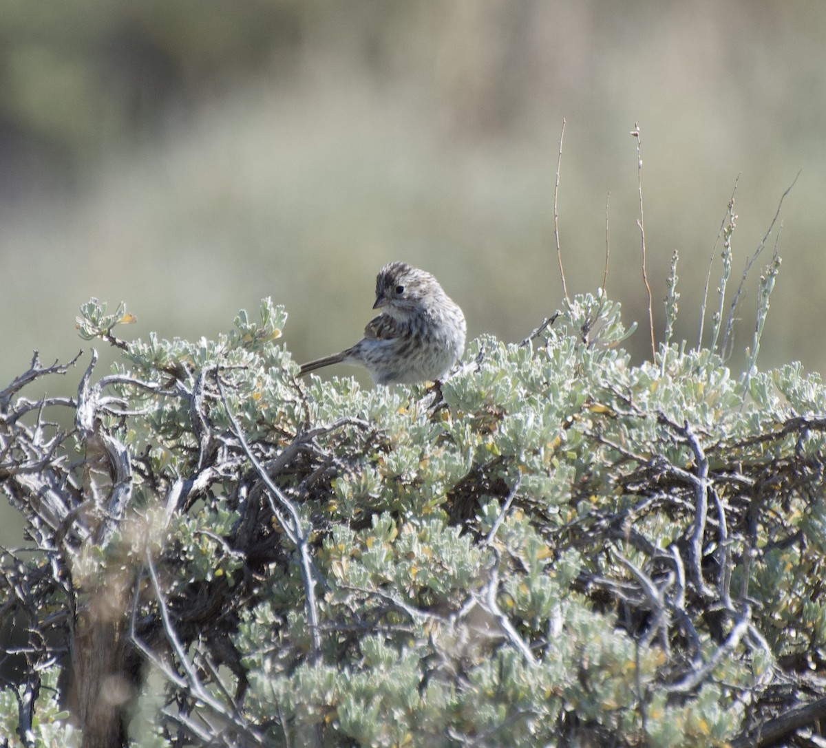 Brewer's Sparrow - ML253086161