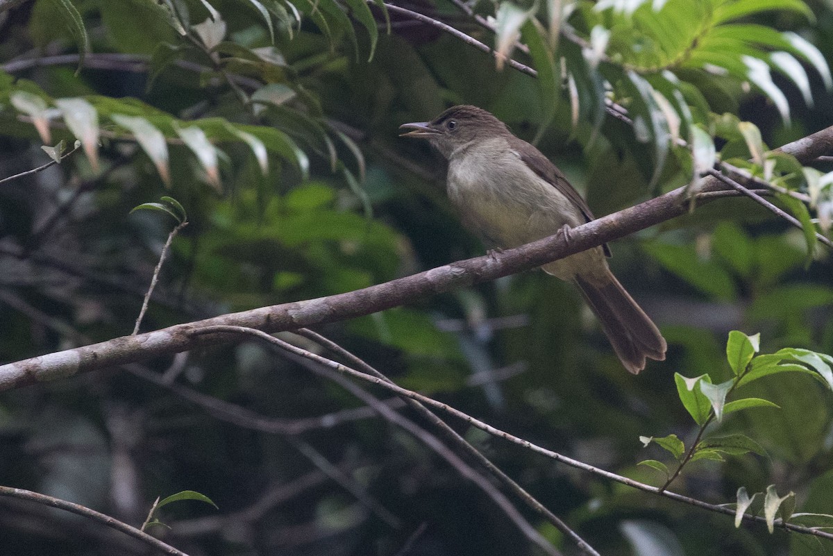 Buff-vented Bulbul - ML253086251