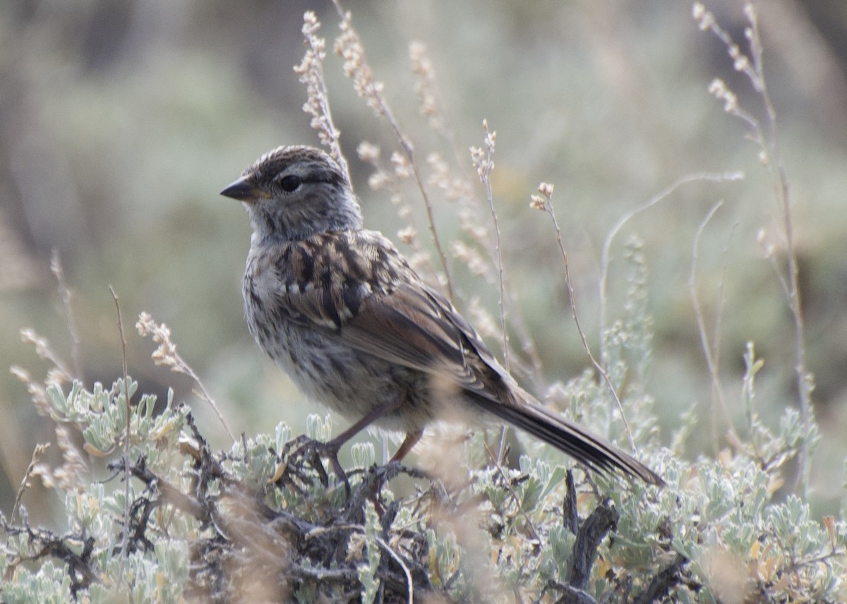 White-crowned Sparrow - ML253086301