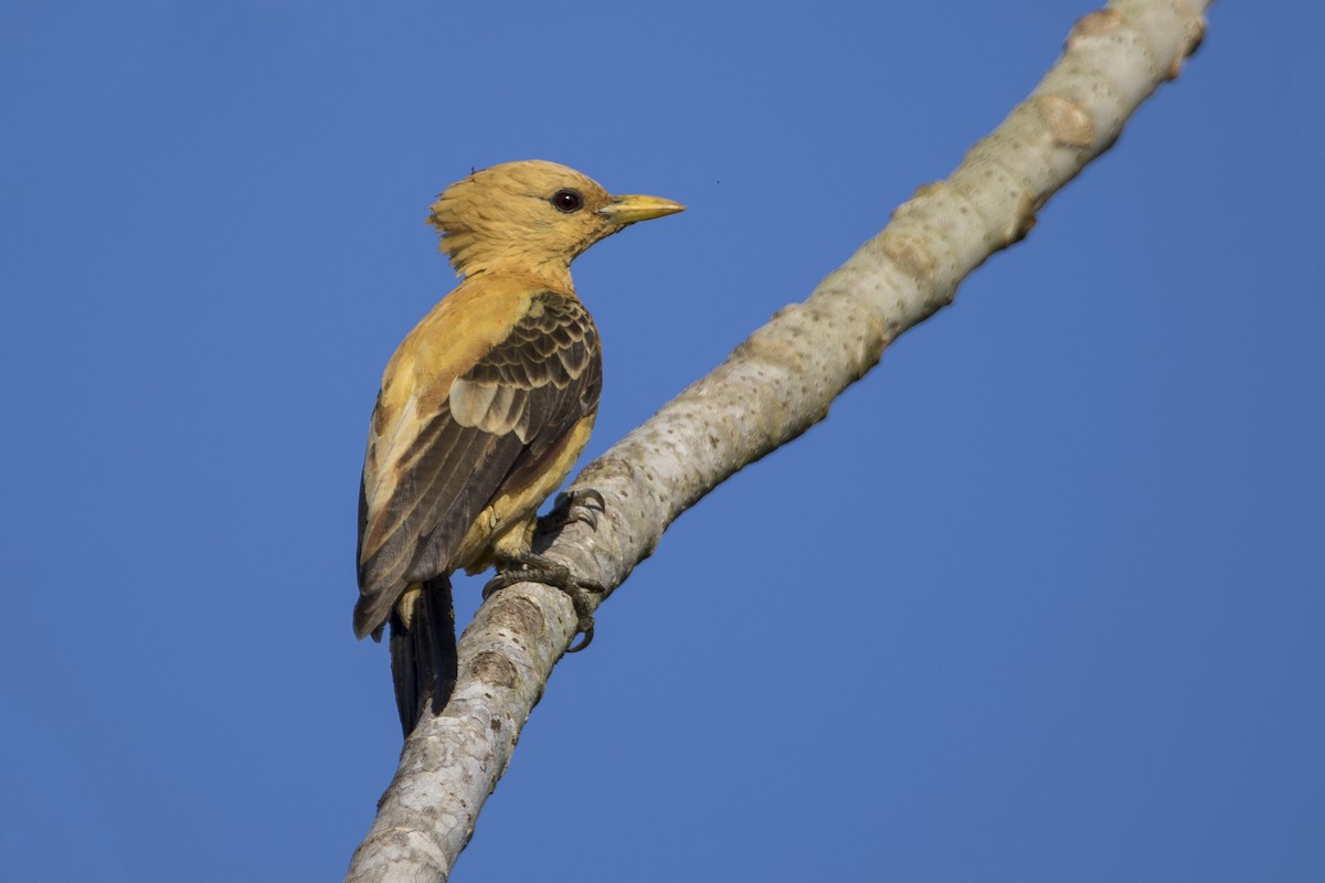 Cream-colored Woodpecker - ML253086401