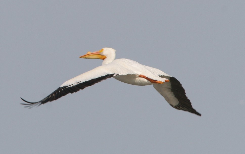 American White Pelican - ML25308711