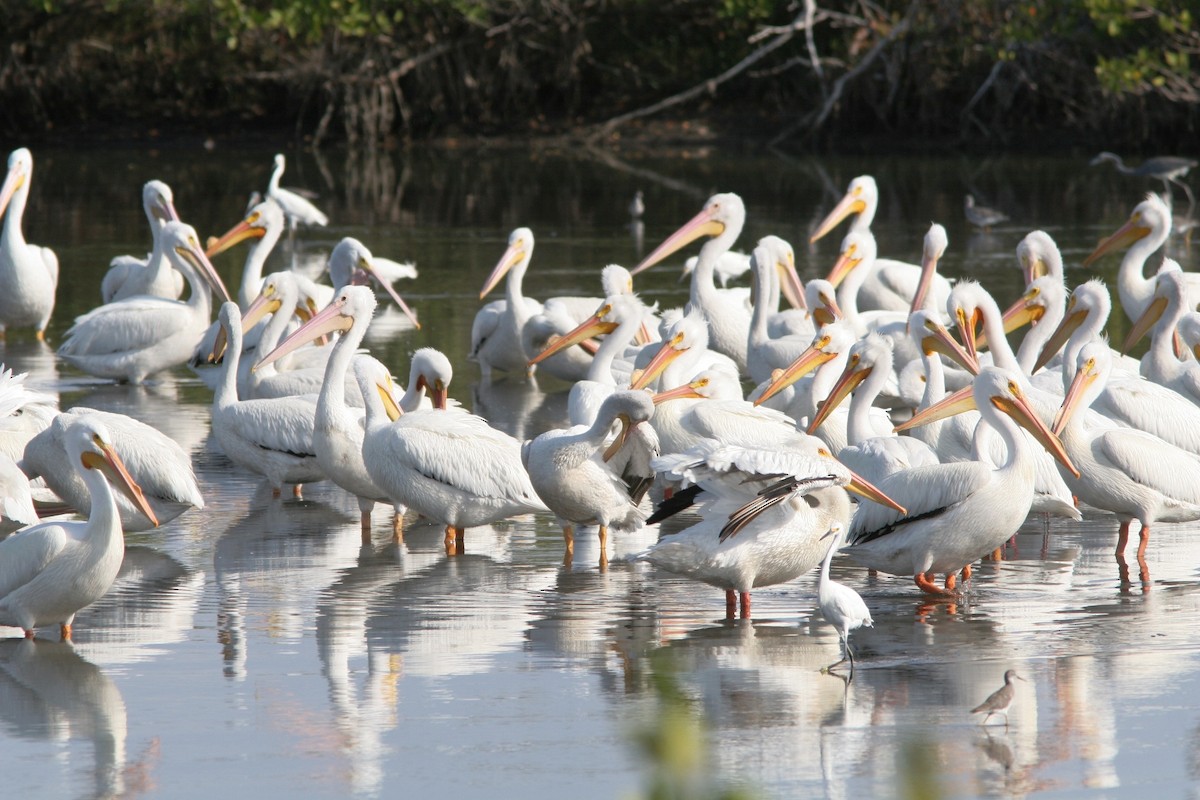 pelikán severoamerický - ML25308721