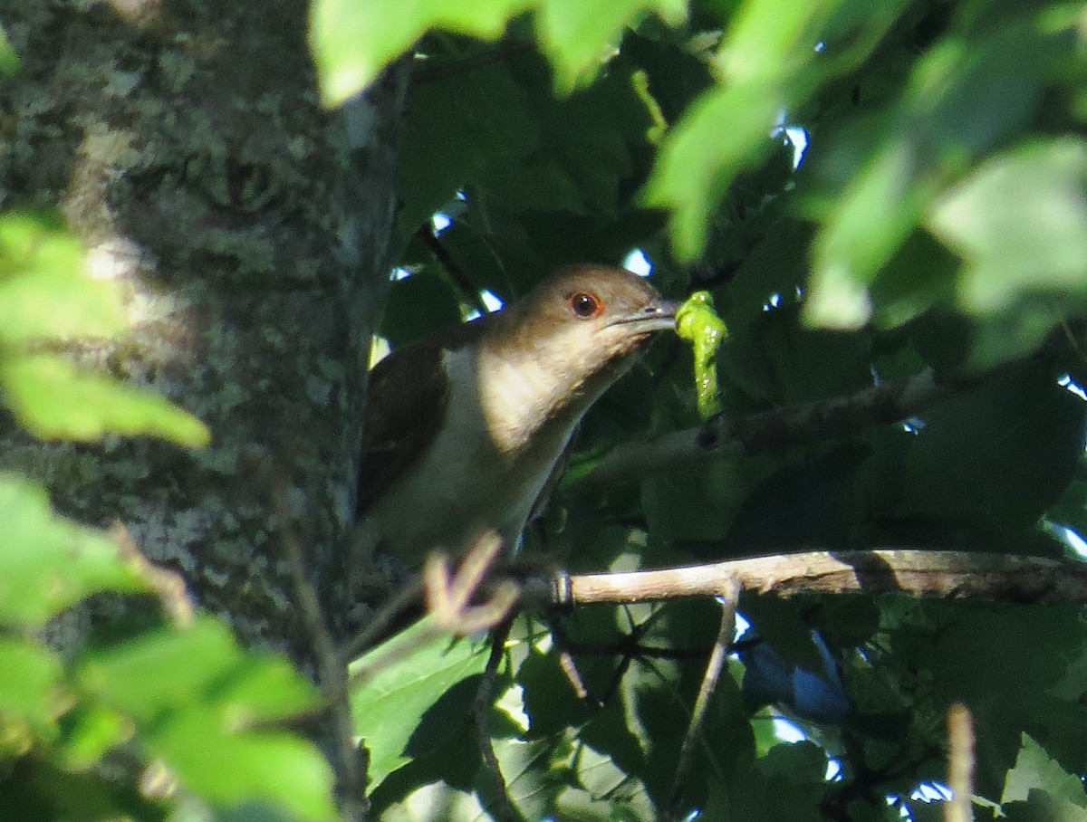 Black-billed Cuckoo - ML253089291
