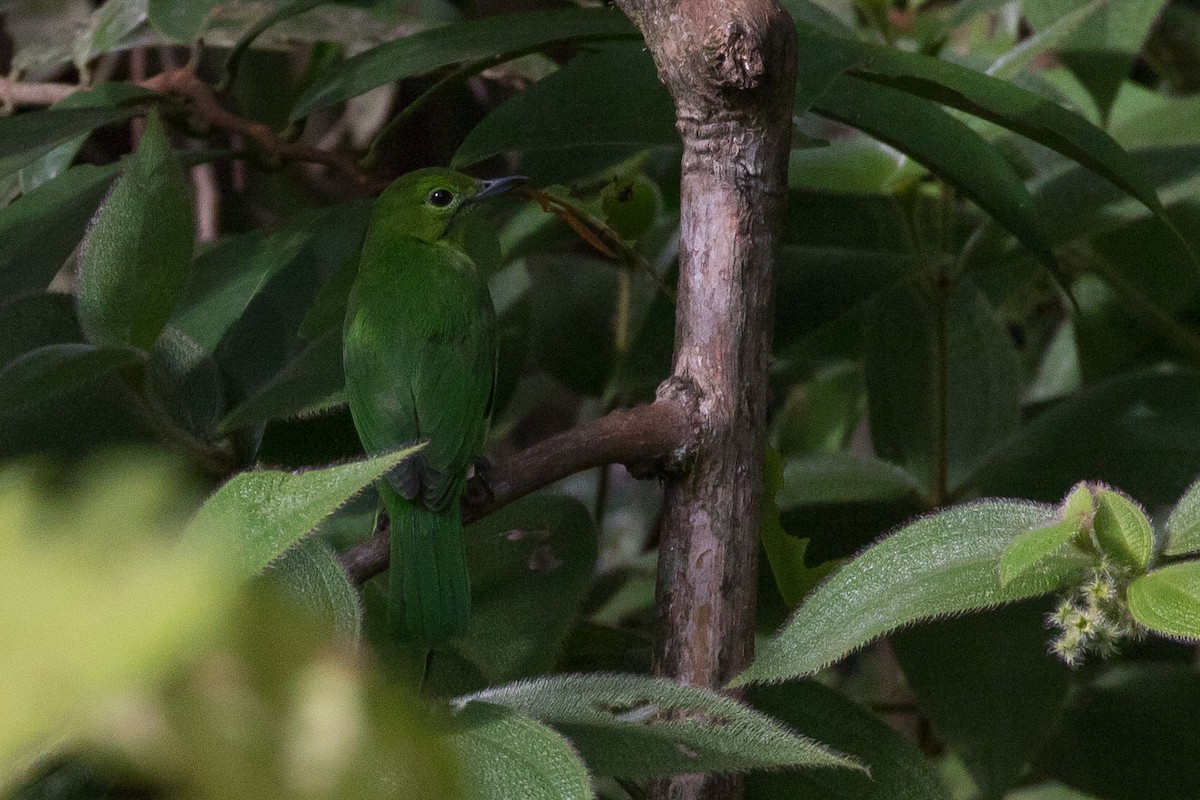 Lesser Green Leafbird - ML253089881