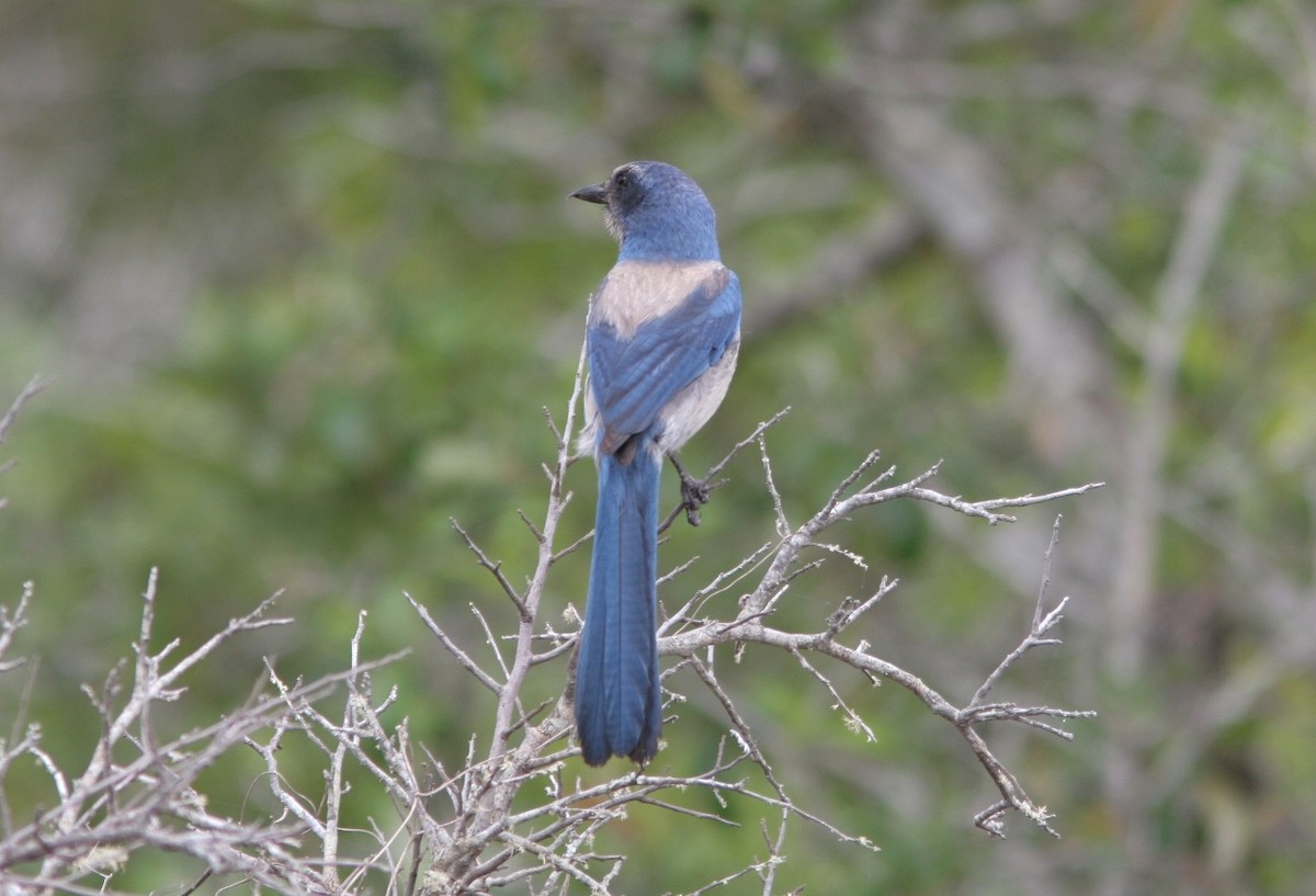 Florida Scrub-Jay - ML25309081