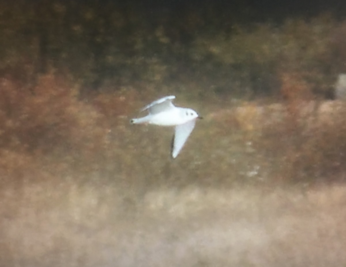 Bonaparte's Gull - ML253091861