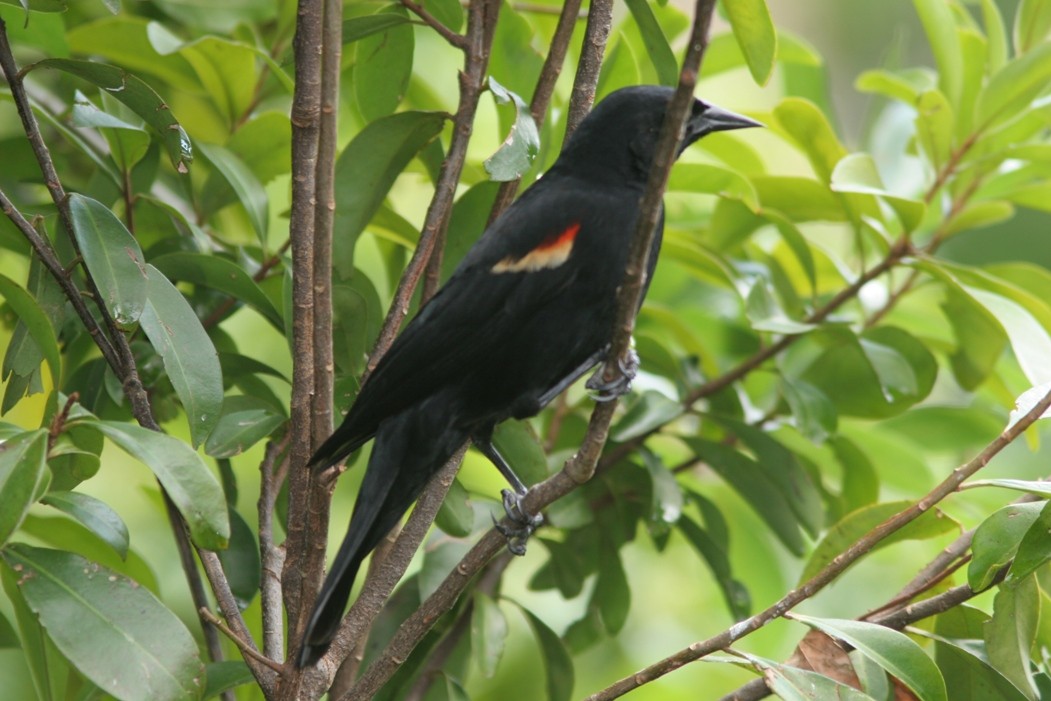 Red-winged Blackbird - Brad Bergstrom