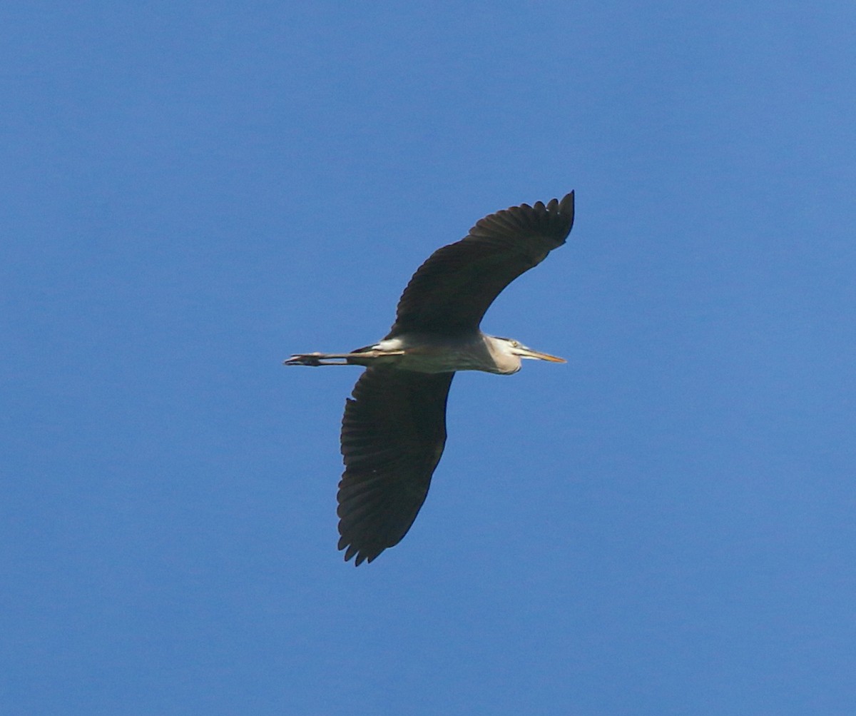 Garza Azulada - ML253092201