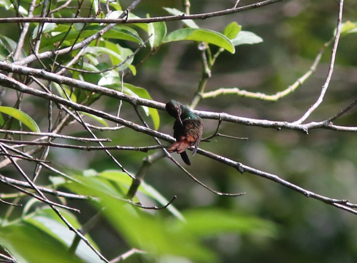 Rufous-tailed Hummingbird (Rufous-tailed) - ML253092251