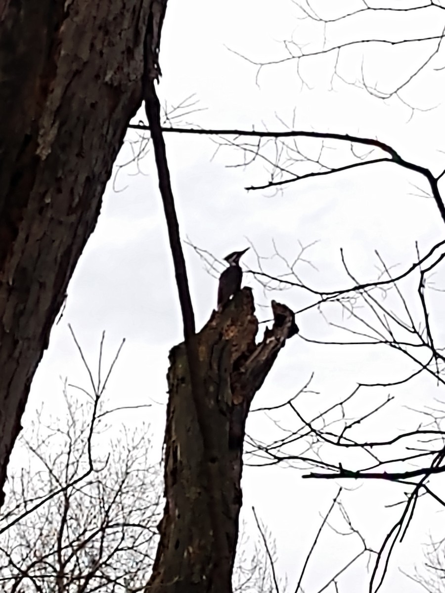 Pileated Woodpecker - ML253092851
