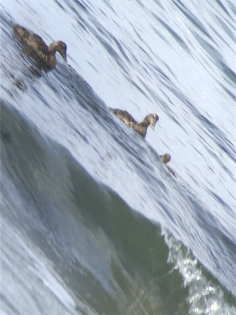 Common Eider (Dresser's) - ML253094211