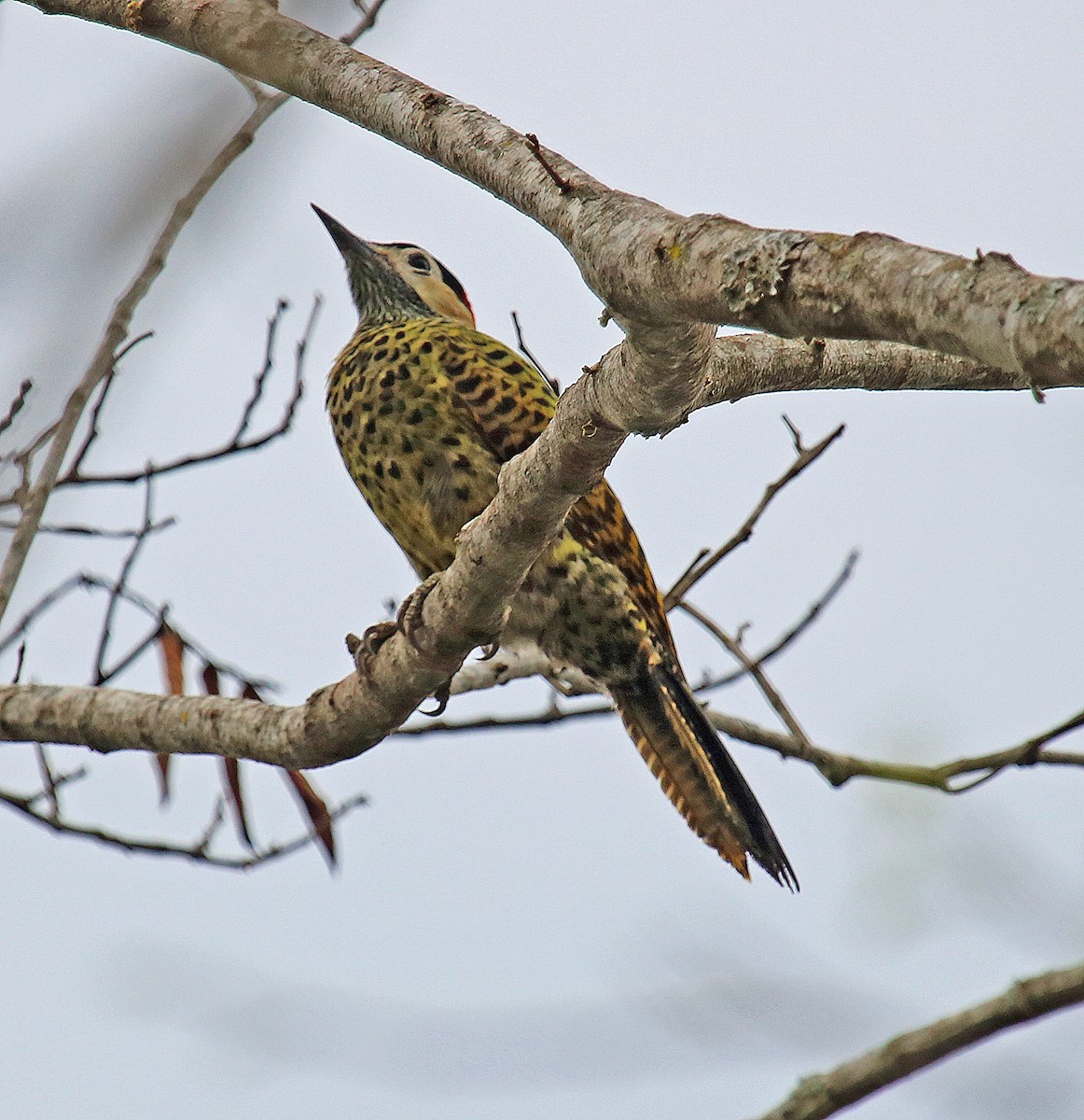 Green-barred Woodpecker - ML253094451