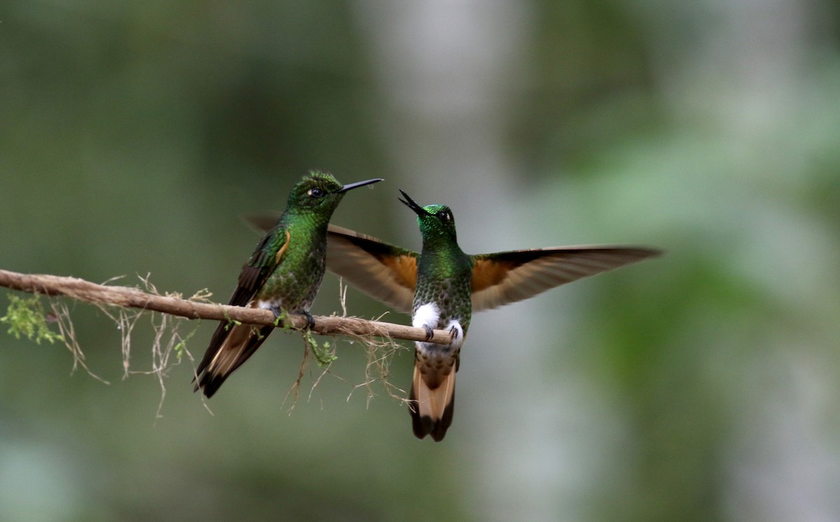 Buff-tailed Coronet - Jay McGowan