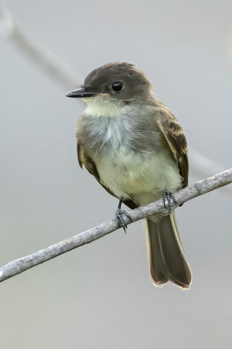 Weißbauch-Phoebetyrann - ML253095061