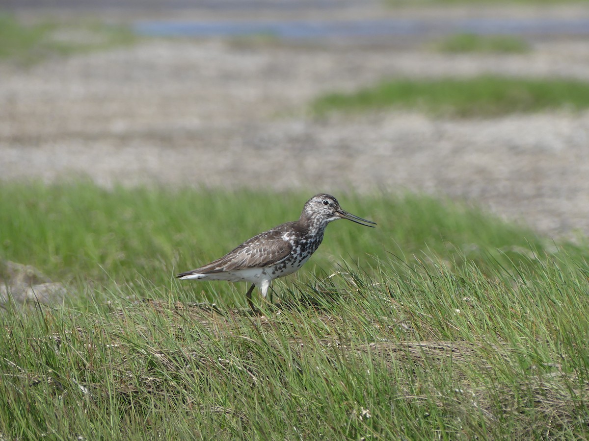 Nordmann's Greenshank - Philipp Maleko