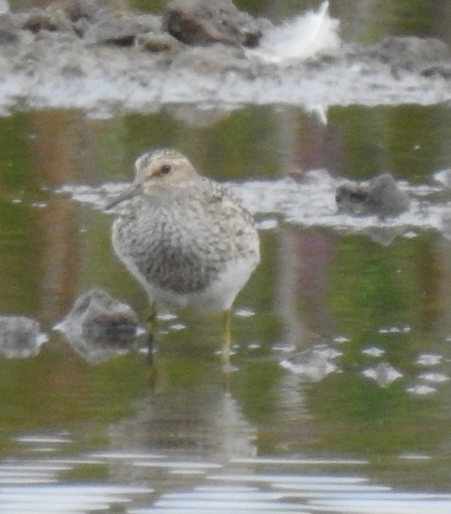 Pectoral Sandpiper - alan murray