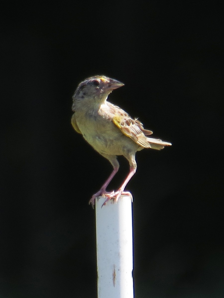 Grasshopper Sparrow - ML253097781