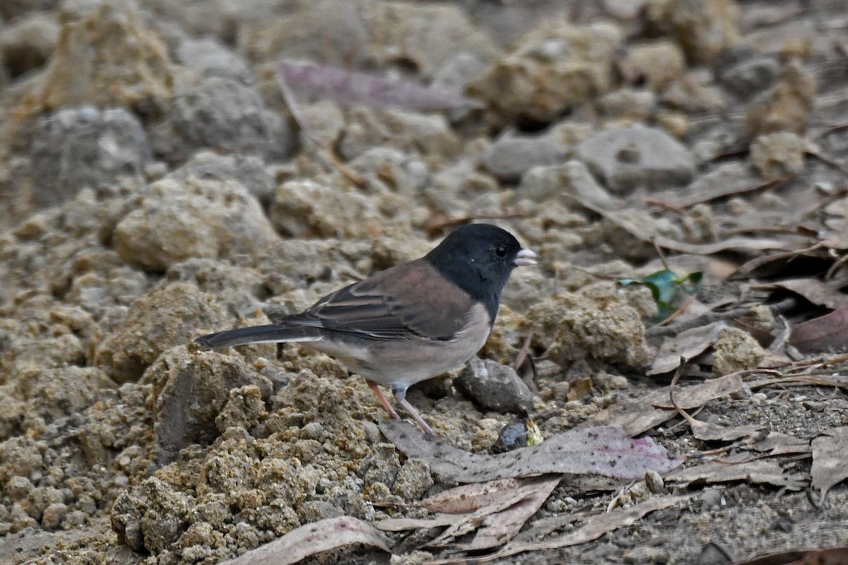 Junco Ojioscuro (grupo oreganus) - ML253097851