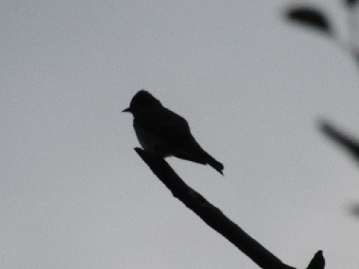 Western Wood-Pewee - ML253099951