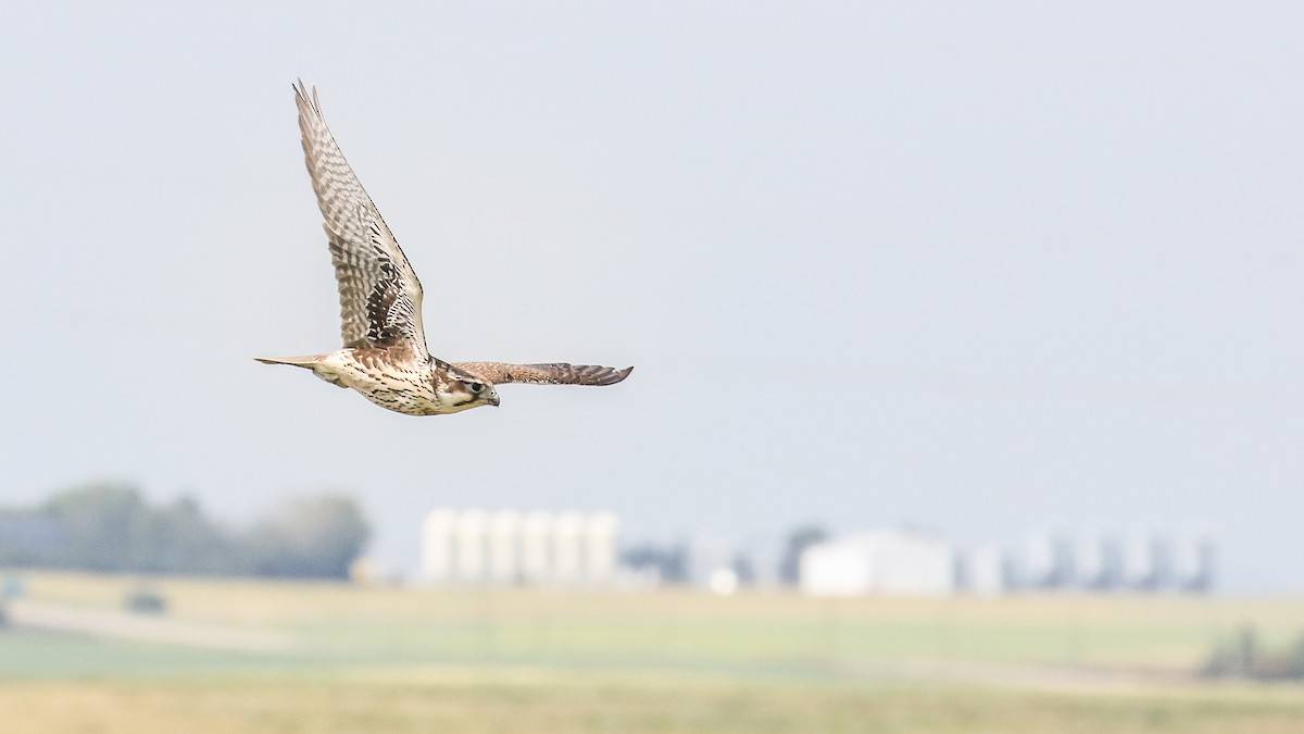 Prairie Falcon - ML253100011