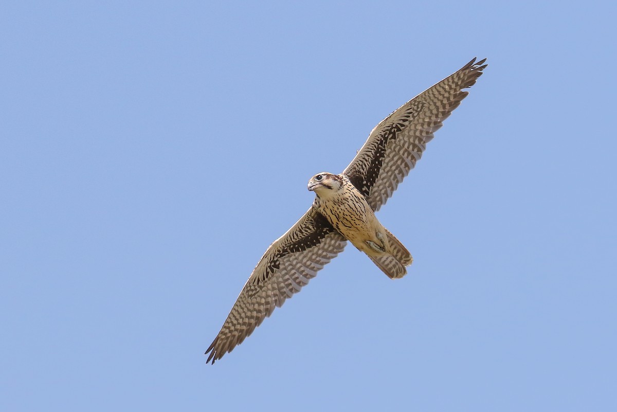 Prairie Falcon - ML253100051