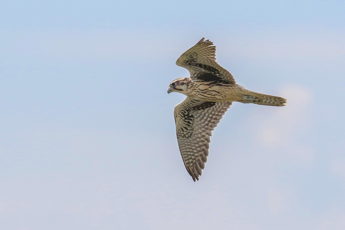 Prairie Falcon - ML253100071