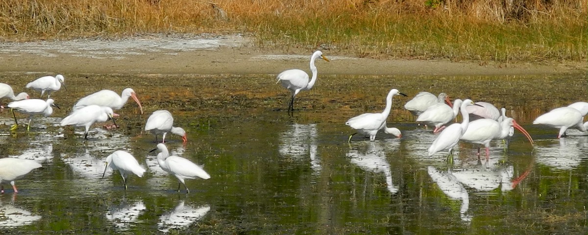 Great Egret - ML253100251