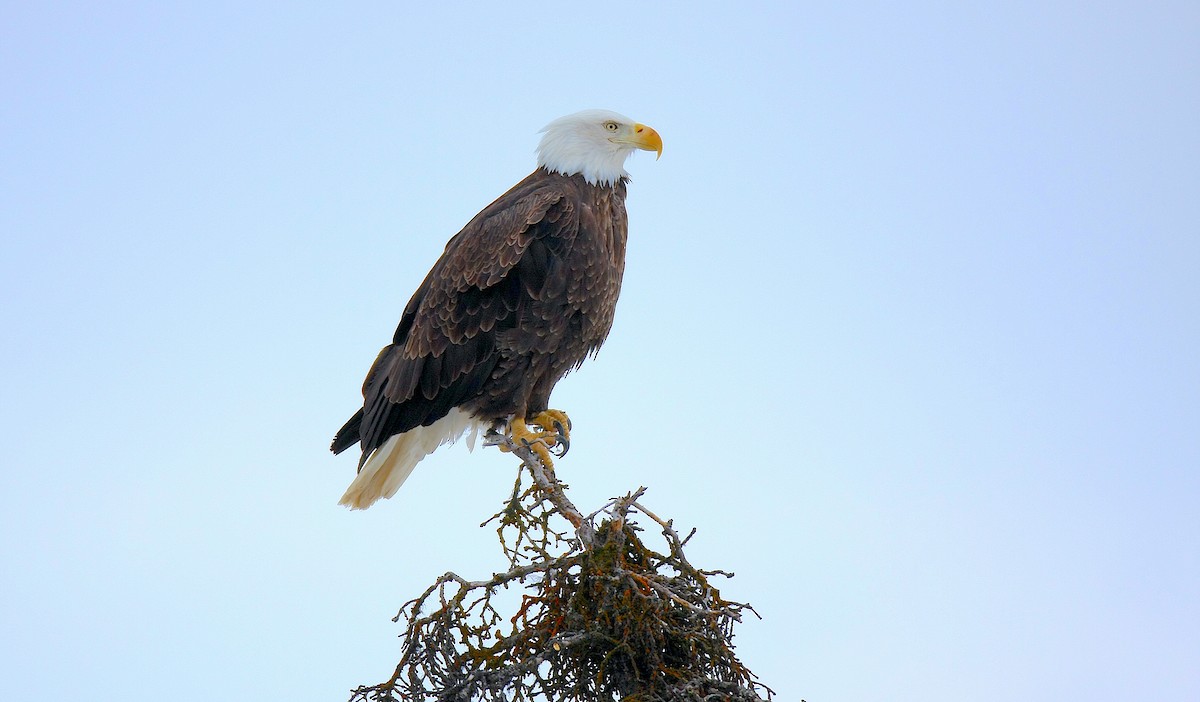 Bald Eagle - ML253100711