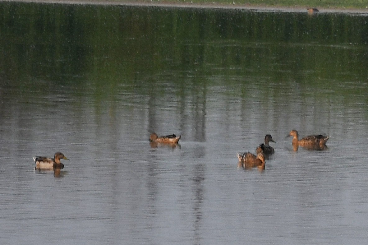 Canard colvert - ML253101251