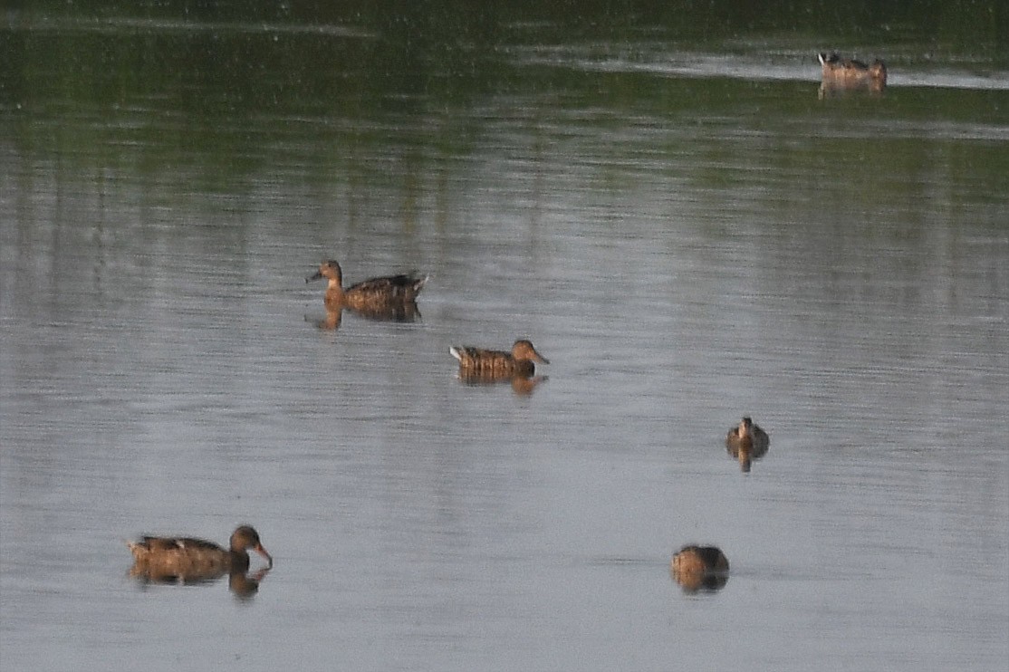 Northern Shoveler - ML253102041