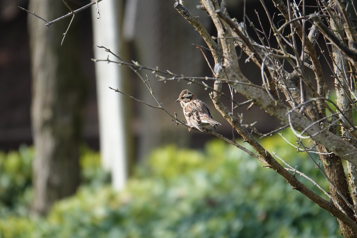 Rustic Bunting - Filipe Ribeiro
