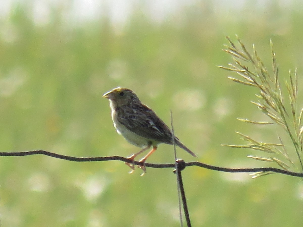 Grasshopper Sparrow - ML253103341