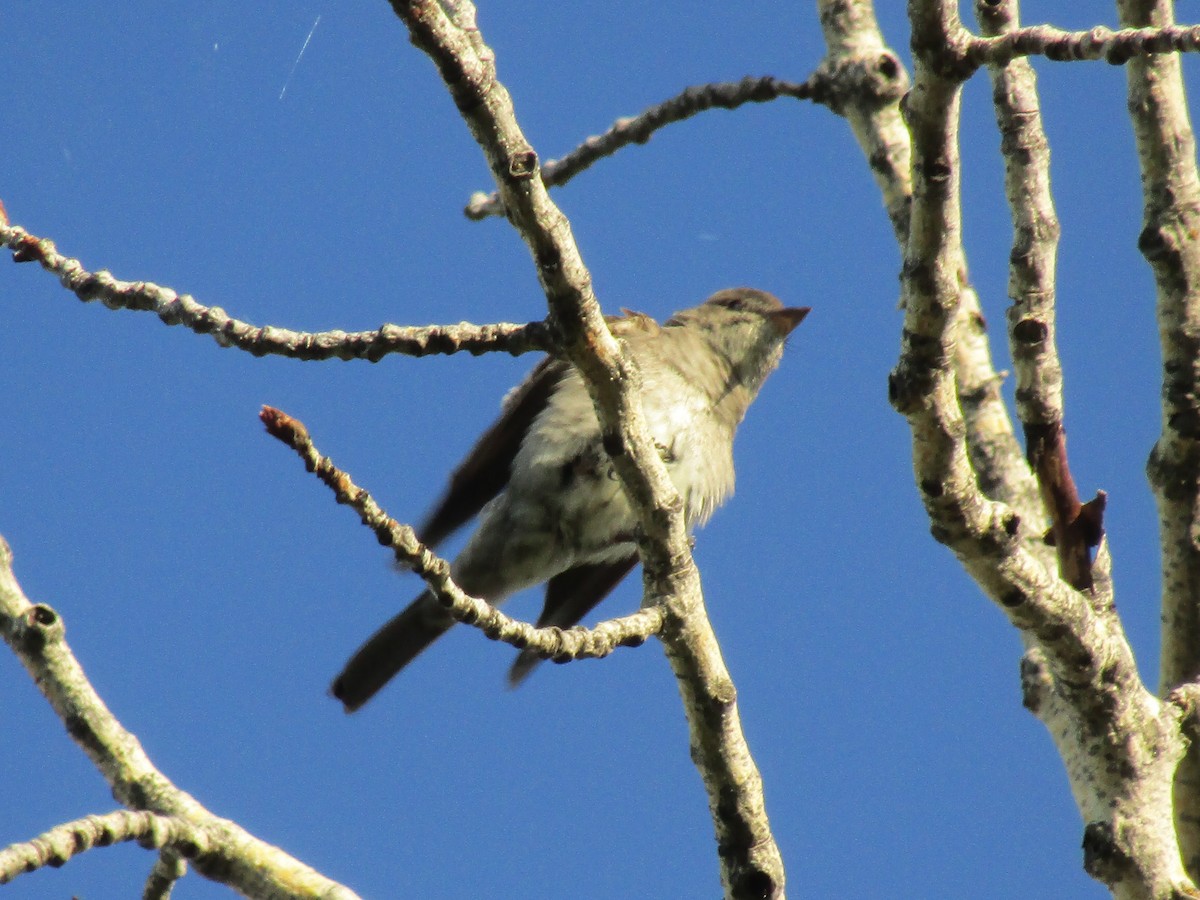 Western Wood-Pewee - ML253103921