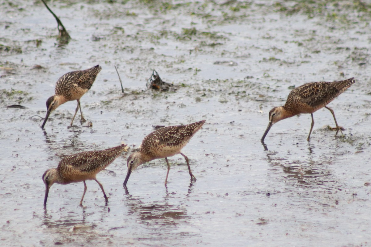 Long-billed Dowitcher - Keith Matthieu