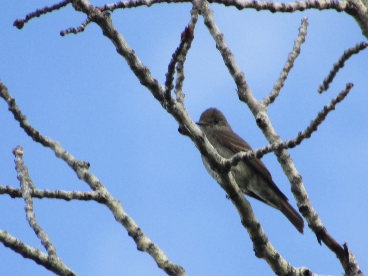 Western Wood-Pewee - ML253105031