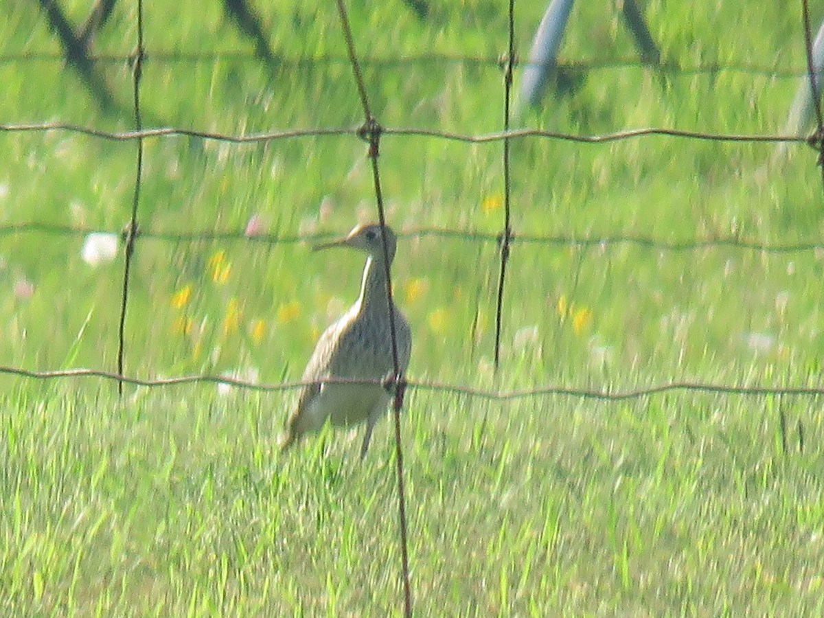 Upland Sandpiper - Steve Paul