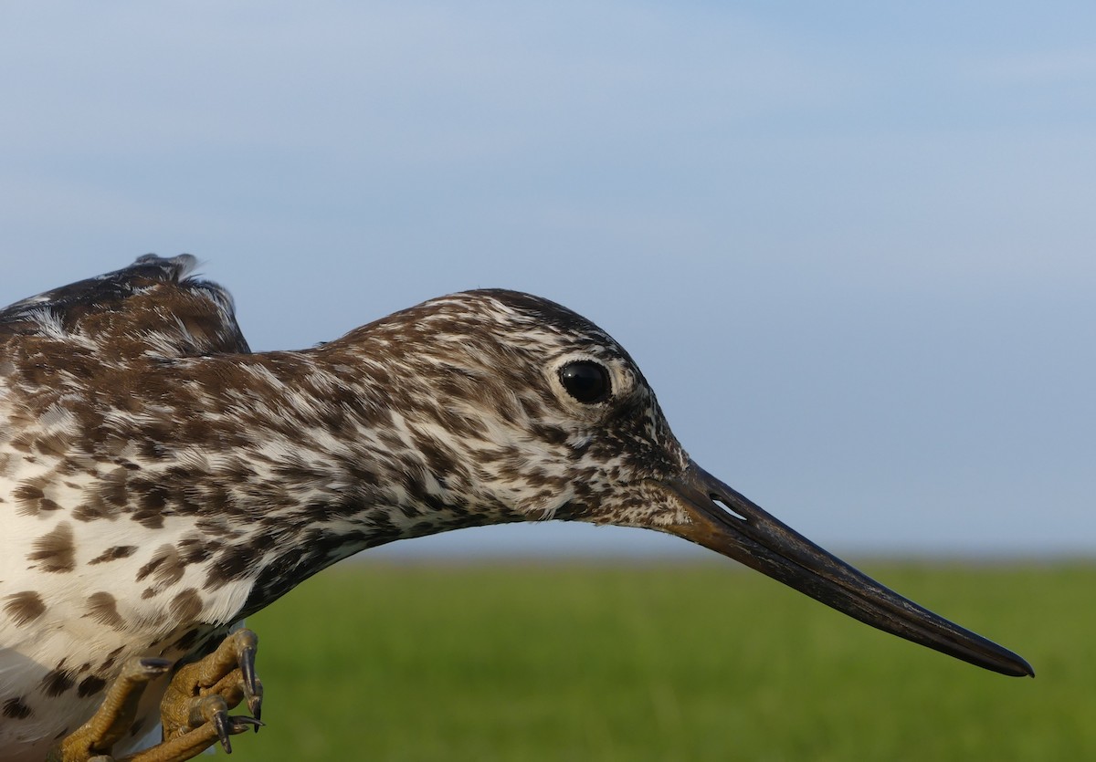 Nordmann's Greenshank - ML253106381