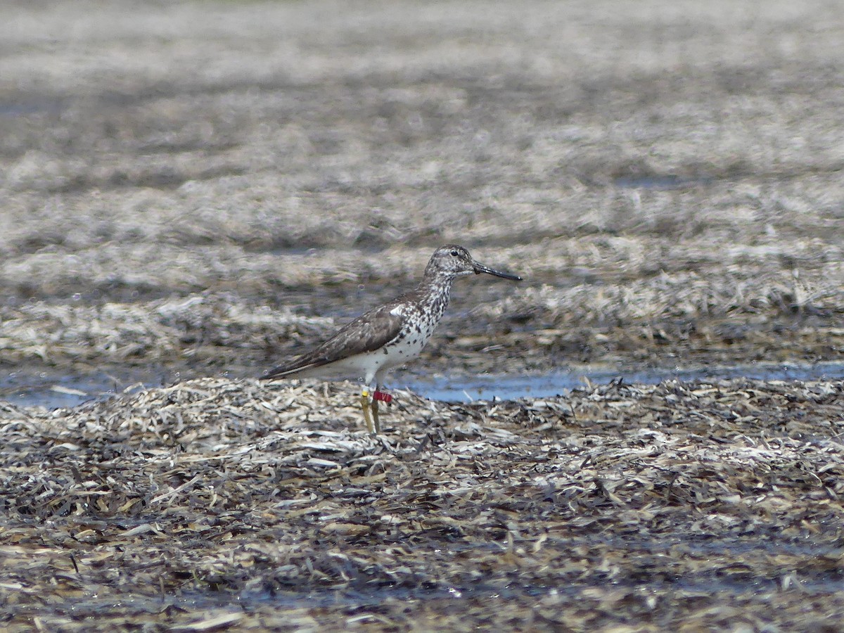 Nordmann's Greenshank - ML253106431