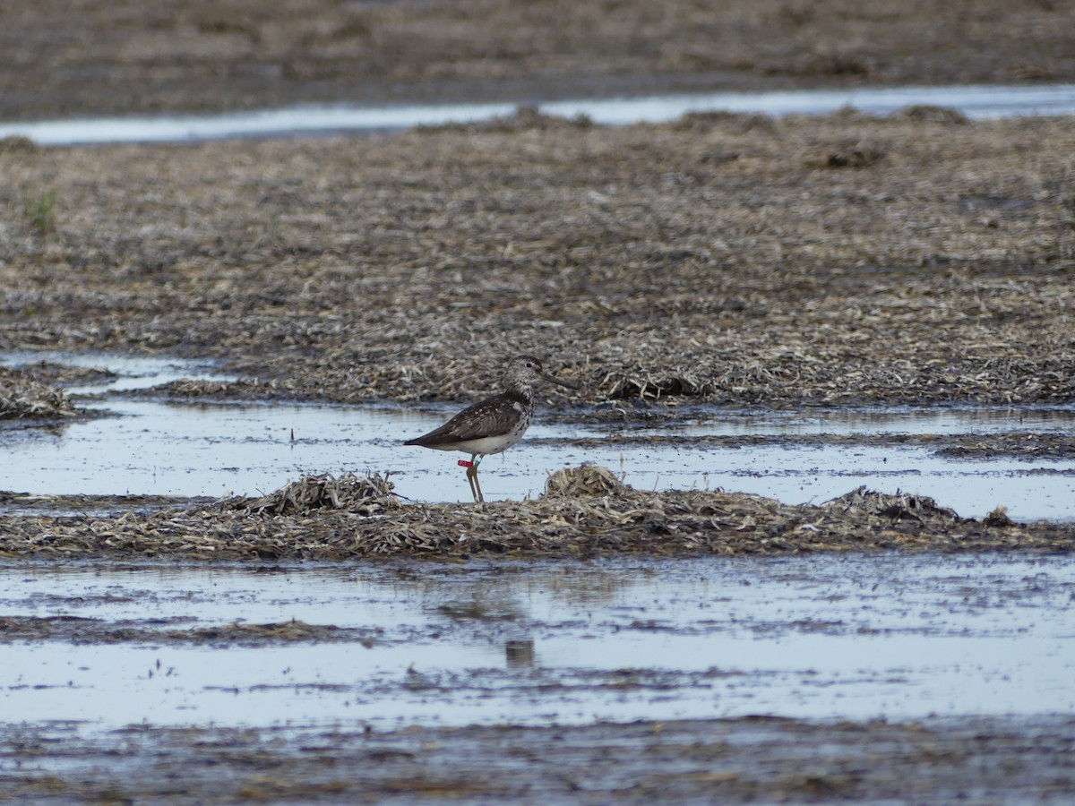 Nordmann's Greenshank - ML253108881