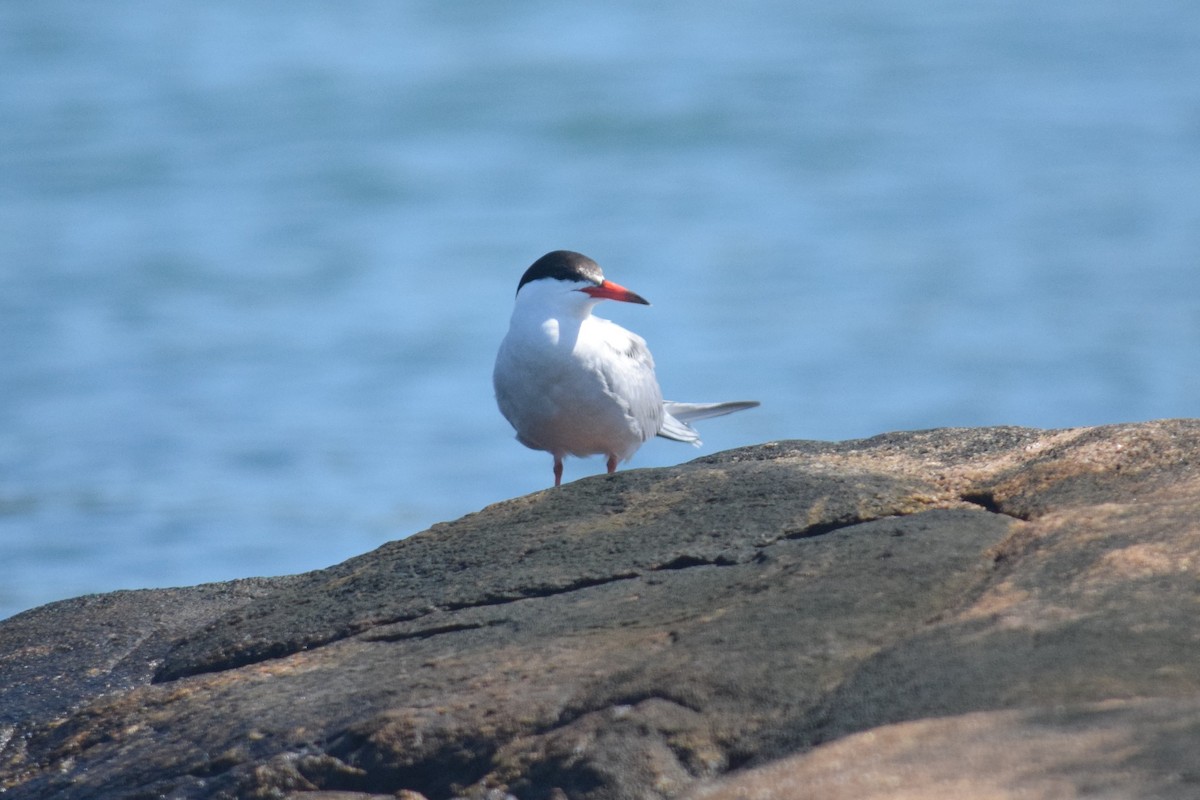 Common Tern - John Graham