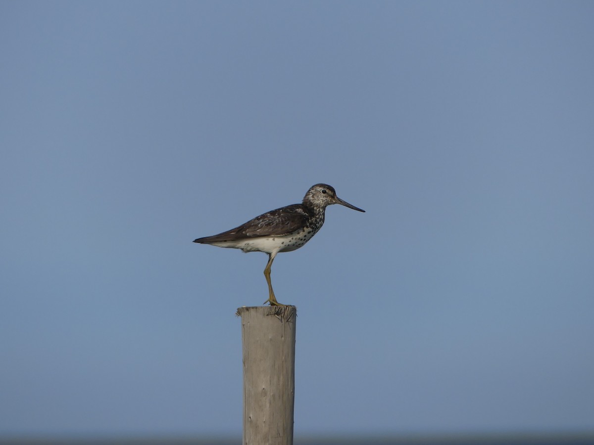 Nordmann's Greenshank - ML253109981