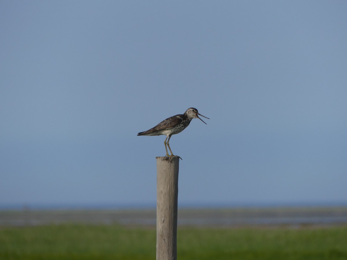 Nordmann's Greenshank - ML253110011