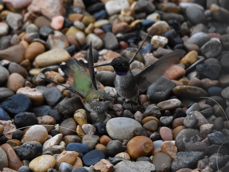 Black-chinned Hummingbird - ML253110271