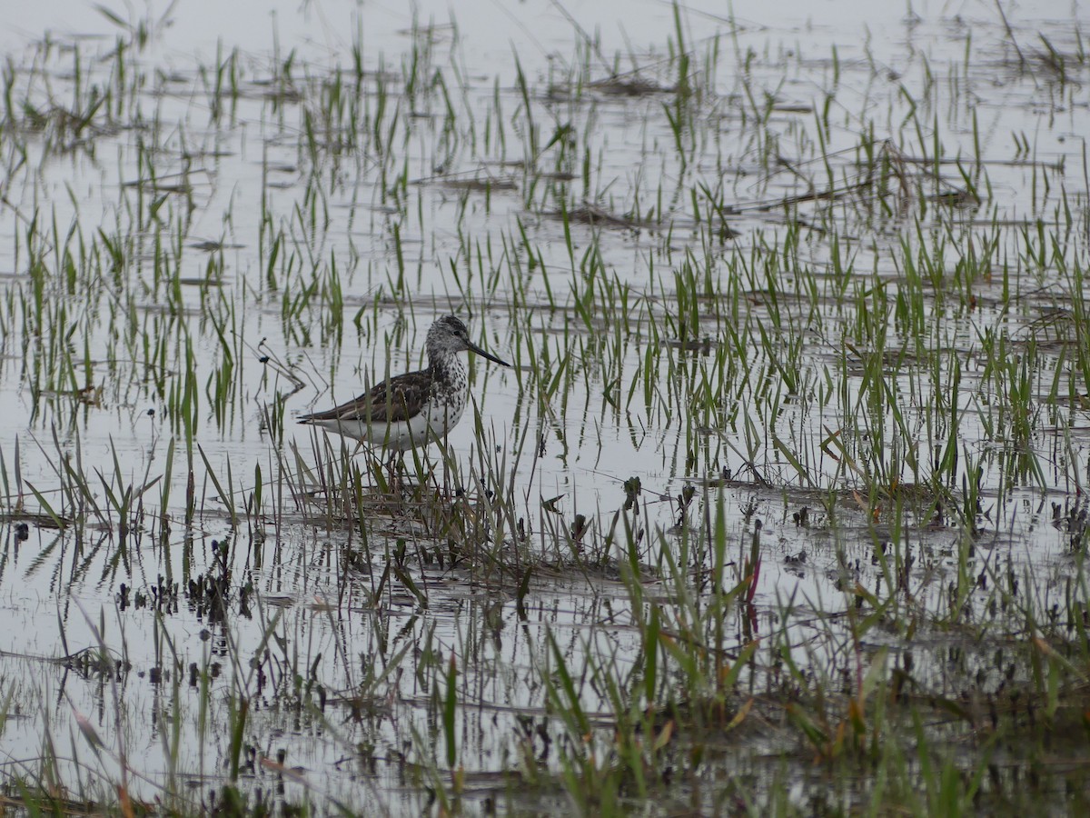 Nordmann's Greenshank - ML253110641